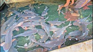 Collecting Big Grass Carp Fish Egg And Semen | Fish Breeding System