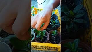 Apple plant pruning //After 3months & 7days #appleplant