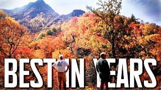 GATLINBURG, TN; THE BEST FALL COLOR IN YEARS Vibrant Reds, Oranges, Peak Colors