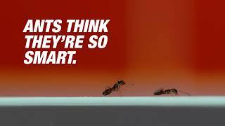 TERRO. Smarter Than Ants. | Short Version