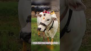 karmanye vadhikaraste ma phaleshu kadachana shlok #viral #shorts #krishna