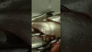 I hang the fish after fishing