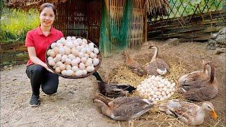 Video Full: Harvesting duck eggs to sell at the market - Farming and Cooking | Hometown Life