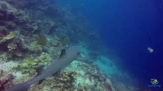 Visit to Mabul Vlog Intro Taster- Tread the Globe