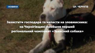 На Чернігівщині пройшов перший регіональний чемпіонат «Захисний собака»