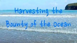 Harvesting the Bounty of The Ocean (Seaweed for Compost!) (Day 6 of 30)