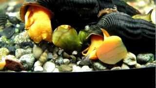 %Tylomelania sp Pure Orange -Bright Orange Sulawesi Snail -Poso Orange Rabbit  -оранжевая