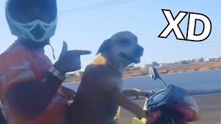 Los Mejores VIDEO MEMES RANDOM  Si Te Ries Pierdes  Videos De Risa Muy Graciosos