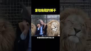 【动物趣事】害怕拖鞋的狮子！#狮子