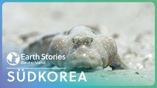 XXL Doku: Entdeckung der koreanischen Wildnis | Jenseits der Grenzen | Earth Stories Deutschland