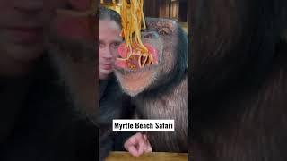 Chimp Dinner Time with Sugriva & Kody Antle 