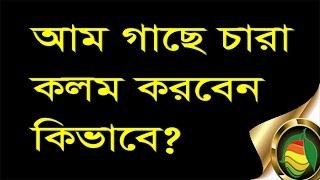 এবার নিজে নিজেই আম গাছের কলম, জোড় কলম, টেপ বা গ্রাফটিং  করুন  (বাংলায়)