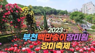 2023 부천 백만송이 장미원 장미축제 Rose Festival of Million Roses in Bucheon