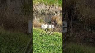 Nature walks #naturewalks #romanticizinglife #dailyvlog