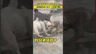 小狗救援：充滿私人恩怨的感人故事