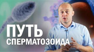 КАК ПРОИСХОДИТ ЗАЧАТИЕ. Часть 1. Репродуктивная система [2/4]