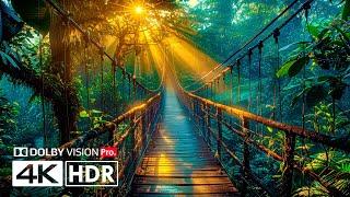 Dolby Vision in 10 Bit - 4K Video HDR 60FPS ULTRA HD