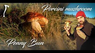 Porcini Mushrooms / Penny Bun