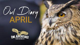 Owl Diary | April 2020 | It's work as usual for Owl Adventures during the Lockdown