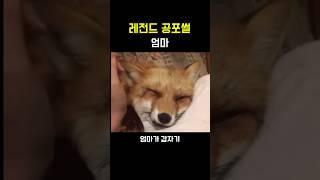 레전드 공포썰 [엄마]