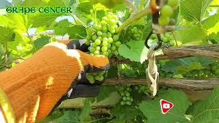 Виноград Северный сладкий. Практическая информация. Northern sweet grapes. Practical information