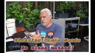 Planting cacao seeds. A new method.