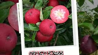 قیمت نهال سیب توسرخ - سیب ردلاو -appleredlove