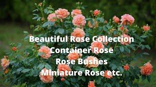 Different Rose For Container / Pots / Rose Bushes | Miniature Rose | Swaroopa Diaries