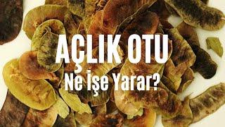 Açlık Otu Nedir? Ne İşe Yarar? #modernaktar #açlıkotu