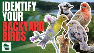 Learn to Identify 15 Common Backyard Birds of the Midwestern United States