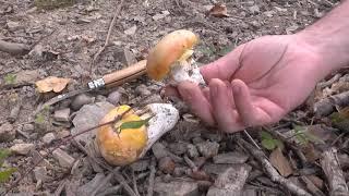 Amanita Caesarea y Boletus Aereus del 13 de septiembre de 2020