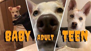 Pitbull & Huksy Mix GROWING UP "1year in 45 Seconds!" PITSKY