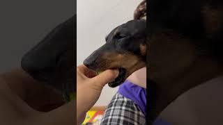 공을 놓고싶지 않은 강아지 #산골감나무집