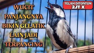 GELATIK BATU GACOR | WUCIT PANJANGNYA BIKIN GELATIK LAIN JADI TERPANCING UNTUK IKUT BUNYI 2JT VIEW