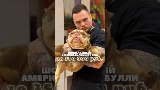 Полностью обученный американский булли всего за 350.000₽! Щенок 7 месяцев 