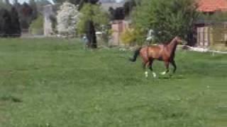 Paard in wei te Musselkanaal