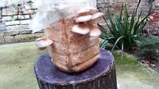 My oyster mushroom bucket! - Pleruotus Ostreatus