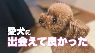 犬を飼って良かったと感じる５つのこと　　　　　　　　　　　愛犬との暮らしには嬉しいことがたくさんある！