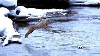 Bobcat jumps over a river with a single leap