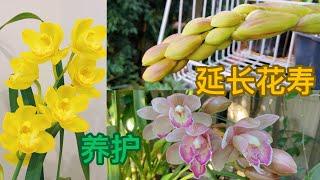 【23074】大花蕙兰延长花寿要素，养护要点【静姐说花】