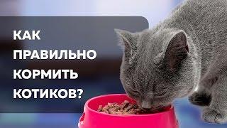 Чем кормить кошек? | Лайфхакер