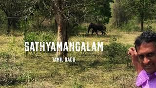 Sathyamangalam Forest - Wild Animals We Encountered (Deers, a Wild Boar and a Elephant)