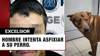 Hombre intenta matar a su perro porque lo atendían mejor que a él