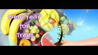 What Can Noahides do on Tu Bishvat?