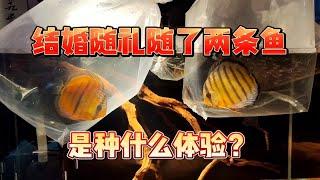 我结婚的时候，鱼友给我随了两条神仙鱼当份子，这是种什么体验？