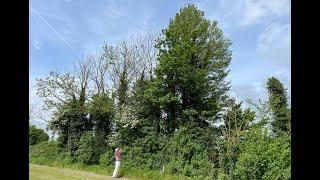 Elm with John Feehan in May, Wildflowers of Offaly series