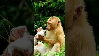 Little Monkey Rojo with lovely Cat. #baby #monkey #minimonkey #viralvideo #shorts #0809