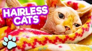 Hooray for Hairless Cats | Funny Cats Compilation | #thatpetlife