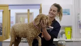 Inside Bristol Veterinary School’s BVSc in Veterinary Science