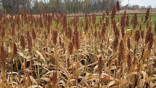 Food Plot Screening